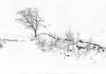 Tree in Snow